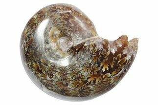 Polished Ammonite (Phylloceras) Fossil - Madagascar #349789