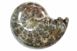 Polished Ammonite (Phylloceras) Fossil - Madagascar #349804