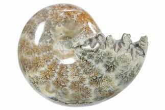 Polished Ammonite (Phylloceras) Fossil - Madagascar #349815
