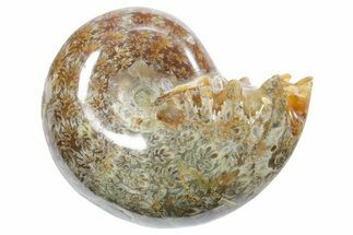 Polished Ammonite (Phylloceras) Fossil - Madagascar #349819