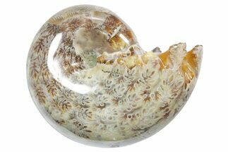 Polished Ammonite (Phylloceras) Fossil - Madagascar #349822