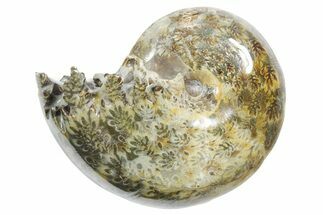 Polished Ammonite (Phylloceras) Fossil - Madagascar #349824