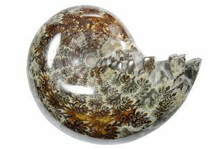Polished Ammonite (Phylloceras) Fossil - Madagascar #349828