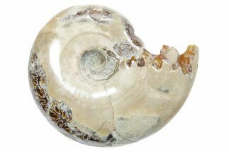 Polished Ammonite (Eotetragonites?) Fossil - Madagascar #349838