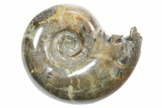Polished Ammonite (Eotetragonites?) Fossil - Madagascar #349845