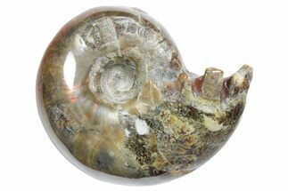 Polished Ammonite (Eotetragonites?) Fossil - Madagascar #349856