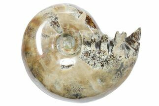 Polished Ammonite (Eotetragonites?) Fossil - Madagascar #349867
