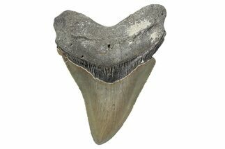 Serrated, Fossil Megalodon Tooth - North Carolina #348291