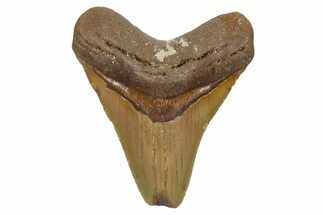 Fossil Megalodon Tooth - Feeding Worn Tip #348297