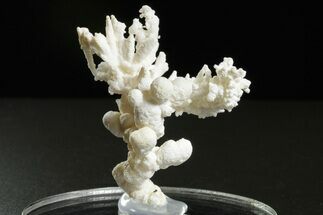 Intricate, Fluorescent Aragonite Formation - Nevada #350271