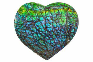 Buy Ammolite