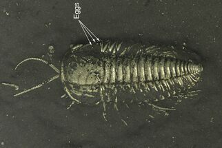 Pyritized Triarthrus Trilobite With Appendages & Eggs - New York #350374
