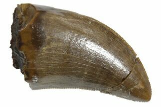 Serrated, Tyrannosaur (Nanotyrannus) Tooth - Montana #350407