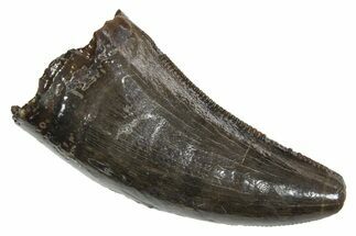 Serrated, Tyrannosaur (Nanotyrannus) Tooth - Montana #350410