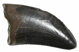 Serrated, Tyrannosaur (Nanotyrannus) Tooth - Montana #350431