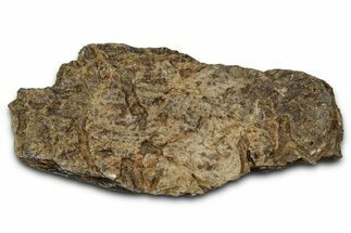 Dinosaur (Triceratops) Frill Shield Section - Montana #348052