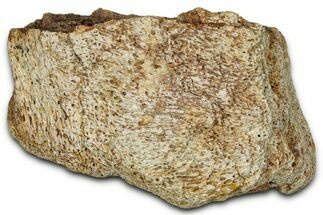 Dinosaur (Triceratops) Frill Shield Section - Montana #348062