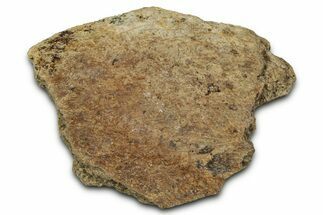 Dinosaur (Triceratops) Frill Shield Section - Montana #348081