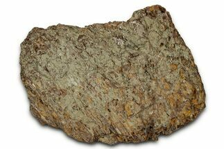 Dinosaur (Triceratops) Frill Shield Section - Montana #348094