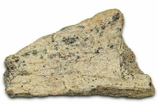 Dinosaur (Triceratops) Frill Shield Section - Montana #348103