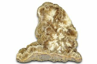 Polished Barite Slab with Pyrite - Lubin Mine, Poland #348884