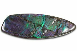 Iridescent Ammolite (Fossil Ammonite Shell) - Purples & Blues #350342