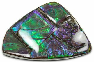 Flashy Ammolite (Fossil Ammonite Shell) - Purple & Green #350351