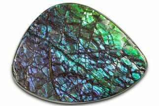 Flashy Ammolite (Fossil Ammonite Shell) - Purple & Blues #350354