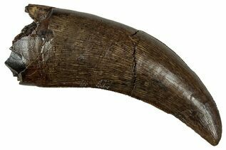 Dinosaur Fossils For Sale