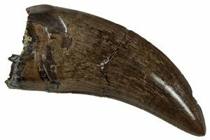 T-Rex Tooth Fragment (#6956) For Sale - FossilEra.com