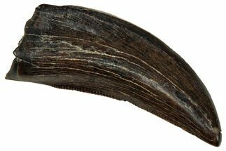 Serrated, Tyrannosaur (Nanotyrannus) Tooth - Montana #350371