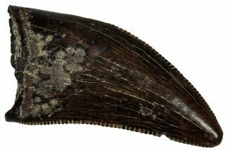 Serrated, Tyrannosaur (Nanotyrannus) Tooth - Montana #350372
