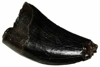 Serrated, Tyrannosaur (Nanotyrannus) Tooth - Montana #350387