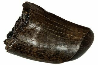 Robust, Tyrannosaur (Nanotyrannus) Tooth - Montana #350388