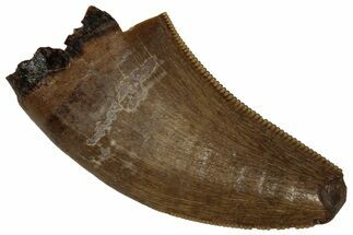 Serrated, Tyrannosaur (Nanotyrannus) Tooth - Montana #350389