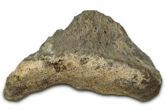 Fossil Tyrannosaur (T rex) Vertebra Section - Wyoming #350396