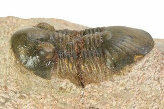 Small Paralejurus Trilobite Fossil - Lghaft, Morocco #350433