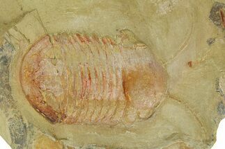 Symphysurus Trilobites With Preserved Antennae #350439