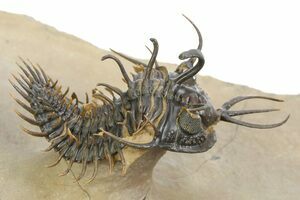 Huge Greenops Widderensis From Arkona (#4682) For Sale - FossilEra.com