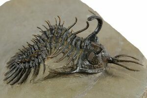 Double Spiny Walliserops Hammi Specimen - Foum Zguid, Morocco