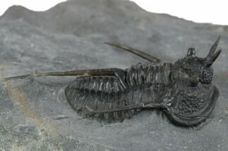 Devil Horned Cyphaspis Walteri Trilobite - Mrakib, Morocco #350491