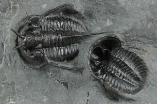 Two Devil Horned Cyphaspis Trilobites - Mrakib, Morocco #350496