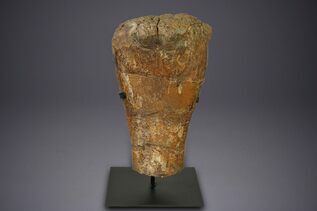 Dinosaur Fossils For Sale