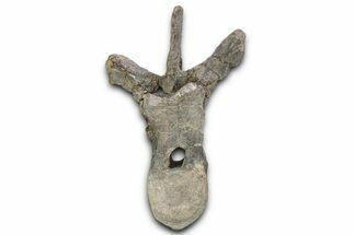 Rare Stegosaurian Dinosaur (Adratiklit) Vertebra - Morocco #350529