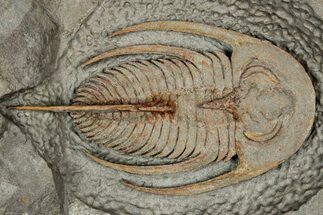 Early Cambrian Fallotaspis - Tazemmourt, Morocco #350546