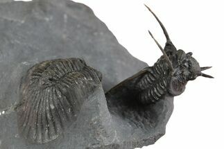 Devil Horned Cyphaspis Trilobite with Scabriscutellum #350510