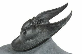 Detailed Scotoharpes Trilobite - Boudib, Morocco #350519