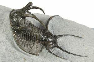 Alien Looking Spiny Quadrops Trilobite - 3.2