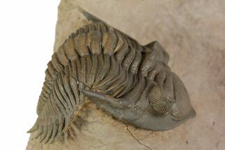 Stunning Metacanthina Trilobite - Lghaft, Morocco #350523