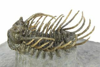 Well Prepared, Spiny Koneprusia Trilobite - Ofaten, Morocco #350531